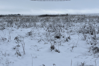 село Воскресеновка, Лесная улица