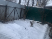 Дом городской округ Нижний Новгород Московский район. Фото 2