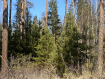 Участок Ангарский городской округ 255-й квартал. Фото 1