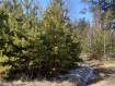 Участок Ангарский городской округ 255-й квартал. Фото 3