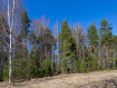 Участок Судогодский район . Фото 5