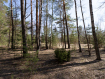 Участок Судогодский район . Фото 32