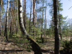 Участок Судогодский район . Фото 35