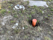 Дом Гурьевский муниципальный округ . Фото 22