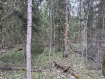 Участок городской округ Пушкинский микрорайон Пушкинский Лес. Фото 7