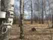 Участок Ковровский район . Фото 2