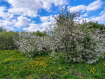 Дом Рыбновский район . Фото 5