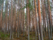 Участок Кондопожский район . Фото 2