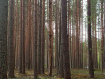 Участок Кондопожский район . Фото 3