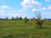 Участок Гурьевский городской округ . Фото 9