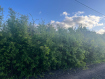 Участок городской округ Калининград Центральный район. Фото 2