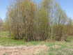 Участок городской округ Сыктывкар . Фото 6