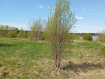 Участок городской округ Сыктывкар . Фото 10