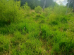 Участок Светловский городской округ . Фото 5