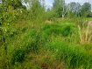 Участок Светловский городской округ . Фото 6