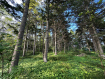 Участок Корсаковский городской округ . Фото 8