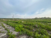 Участок Корсаковский городской округ . Фото 5