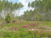 Участок городской округ Владимир Октябрьский район. Фото 1