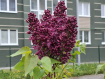 1-комнатная квартира, улица Гептнера, 17. Фото 3