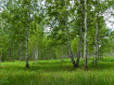 Участок Рязанский район . Фото 7