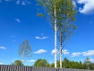 Участок городской округ Клин . Фото 16