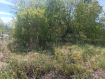 Участок Зеленоградский городской округ посёлок Сосновка. Фото 3